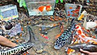 Looking for betta fish, ornamental fish, monster toman fish, catfish, snakehead fish, glofish