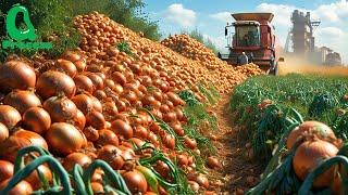 BILLIONS of Pounds of Onions Harvested THIS Way! Modern Agriculture Technology