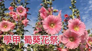 台南學甲蜀葵花季 2020/03/06