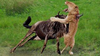 Angry Wildebeest attacks Lion very hard, Wild Animals Attack