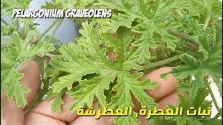 زراعة و تكاثر نبات العطر، العطرة، عطرشة و فوائد العطرية  Pelargonium graveolens