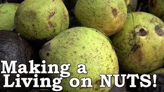 Busting NUTS (Everything you need to know)! | Black Walnuts as Wild EDIBLE Survival Food!