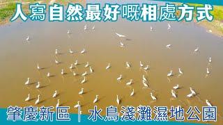 肇慶新區｜水鳥淺灘濕地公園｜人寫自然最好嘅相處方式