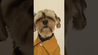 Funny Dog Wearing a Shirt