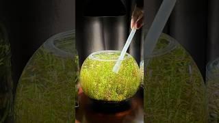 Aquarium Ecosystem Sphere Cleaning #plants #aquascape #fishtank