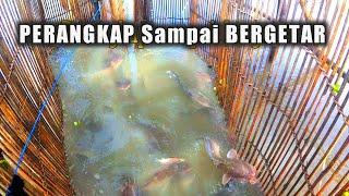 Hanya duduk santai menunggu ikan masuk sendiri perangkap ikan sembilang