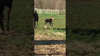 baby taco  #horse #equestrian