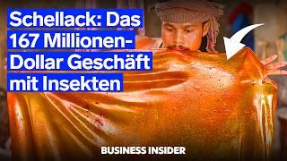 Wie Insekten eine 167 Millionen Dollar Industrie am Leben halten | Business Insider