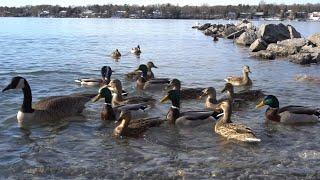 Ducks, Geese and Seagulls - 10 Hours of Water Birds - Jan 5, 2022