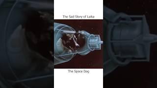 That Sad Story of Laika !