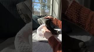 Cleaning Blundstones for 2024 Travel