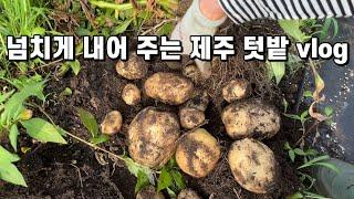 SUB 단순로그309 in Jeju 혼자 먹기 버거울 정도로 넘치게 내어 주는 6월 시골 텃밭 vlog