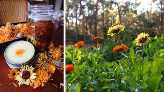 How to Grow, Harvest and Use Calendula+ How to Make Calendula Balm