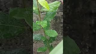 Bay Laurel Plant #bayleaf  #plants #shorts #ilovegardening #urbangardening