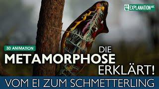 DIE METAMORPHOSE ERKLÄRT - 3D Animation - Vom Ei zum Schmetterling 