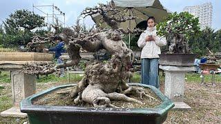 TOÀN NGÓT TỶ, KHU VỰC BONSAI CÂY CẢNH THƯƠNG MẠI, NGÀY CÀNG SÔI ĐỘNG - BÁO GIÁ GIAO LƯU