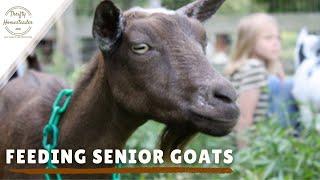 Feeding Older Goats