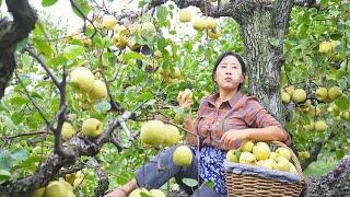 Autumn Pear Paste |Take pears from the tree and Boil them with time to meet autumn in the sweetness.