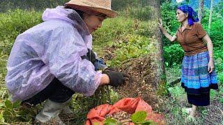 In the middle of the cold mountain rain, my mother-in-law suddenly appeared… What should I do?