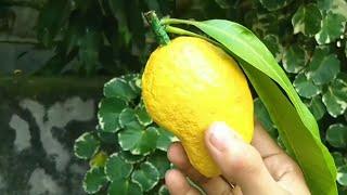 How to make a mango from news paper  | Newspaper craft | Reuse of newspaper | DIY | Craft ideas