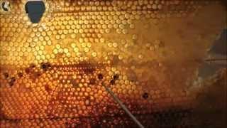 dark SPOTS in your honey frame? Honey harvest extraction - beekeeping 101
