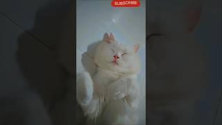 when Mr.chhotu ️ was  sleeping  cutely  #cutekitty #cat #studywithmeandmycat #shorts
