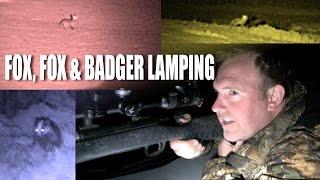 Fox, Fox and Badger Lamping