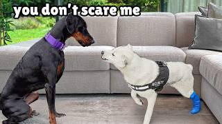 Rescue Dog Hated our Doberman… But She Didn’t Give Up