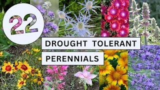 22 Colorful Drought Tolerant Perennials for Pollinators