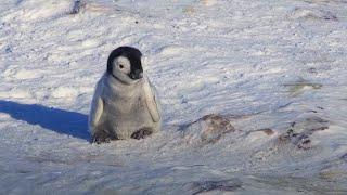 Baby Penguin Tries To Make Friends | Snow Chick: A Penguin's Tale | BBC Earth