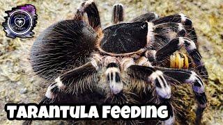 EIGHT Stunning Tarantula Takedowns