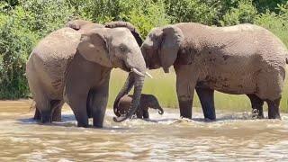 Brave Little Swimmer Elephant, Phabeni Gets Submerged in the Dam!