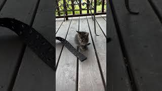 Some once told me #kitten#cute#adorable#cutekitten