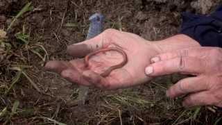 Vancouver Soils - Earthworms and Biopores