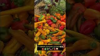 Обзор моей дачи год спустя