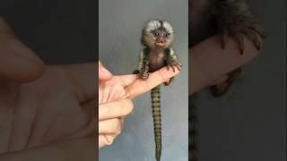 Finger Ki Size Ka Monkey || Fact || Short viral #facts      100 gram Vajan #science