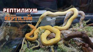 Выставка-продажа Рептилиум (Reptilium) 2019 в Москве