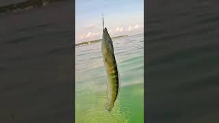 Beach Fishing Cigar Wrasse