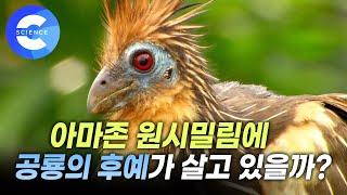 화석으로 알아보는 깃털 공룡 이야기 | 시조새 | 호아친