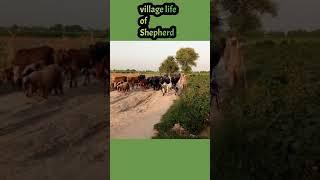 Village Life #shorts