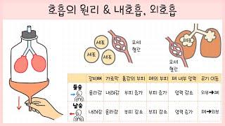 [중2 동물과 에너지] 3강. 호흡계 정리하기🫁┃들숨┃날숨┃내호흡┃외호흡