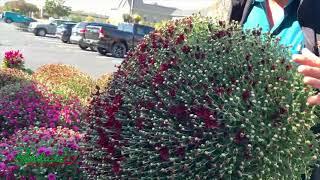 Randazzo Fresh Market has mums that will #mums #falldecor #falldecorations #randazzo #randazzofr...