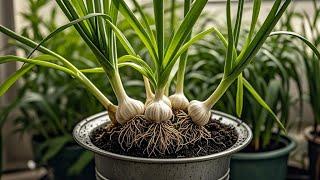 Useful Tips & Tricks Propagating Growing Garlic on Balconies at Home for Beginners