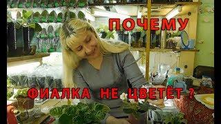 ПОЧЕМУ ФИАЛКА НЕ ЦВЕТЕТ !!! Как заставить фиалочку цвести букетно? 