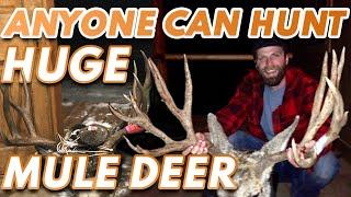 Hunting Huge Mule Deer - Anyone Can, Here's How