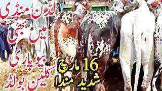 Luden Janwar Mandi Cholistani Sahiwal Dhani Dajili Bachre Available || Global Village Farming