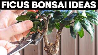 Ficus Bonsai Trees - Pruning and Shaping Ideas 