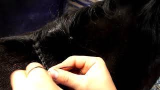 How To Plait Your Horse's Mane - With Horsemart & Hesteyri Horses