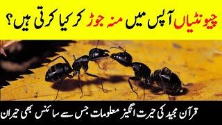 How Do Ants Predict Rain? || Mysterious Facts About Rain || Story Of Ant And Prophet Suleiman