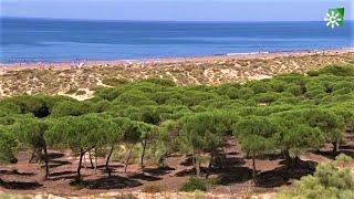 Un sueño, Costa de la Luz, Punta Umbría, Huelva